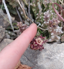 Apteranthes europaea judaica