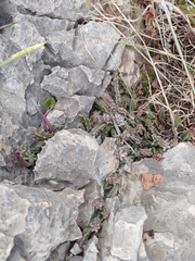 Apteranthes europaea judaica