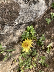 Xerochrysum alpinum