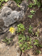 Xerochrysum alpinum