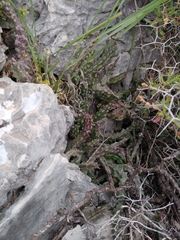Apteranthes europaea judaica
