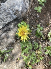 Xerochrysum alpinum
