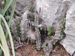 Apteranthes europaea judaica
