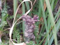 Apteranthes europaea judaica