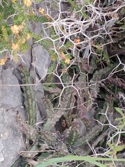 Apteranthes europaea judaica