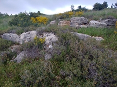 Apteranthes europaea judaica