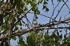 Geopelia placida placida