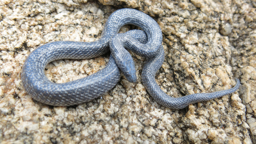 Variegated Wolf Snake