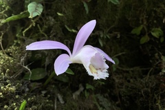 Pleione formosana