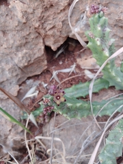 Apteranthes europaea judaica