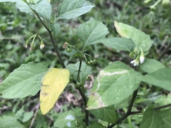 Solanum nigrum