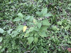 Solanum nigrum