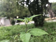 Solanum nigrum