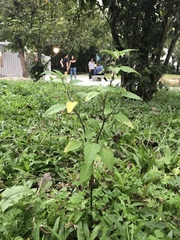 Solanum nigrum