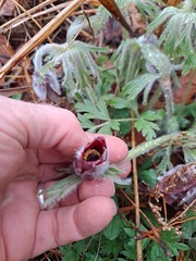 Pulsatilla cernua