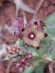 Apteranthes europaea judaica