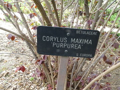Corylus maxima