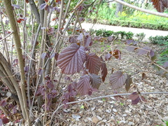 Corylus maxima