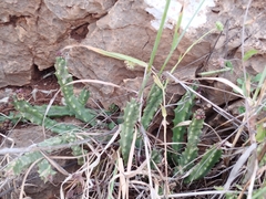 Apteranthes europaea judaica