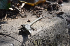 Podarcis muralis maculiventris