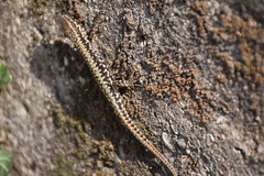 Podarcis muralis maculiventris