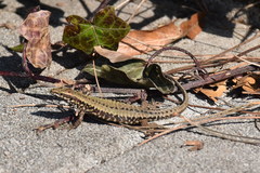 Podarcis muralis maculiventris