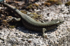 Podarcis muralis maculiventris