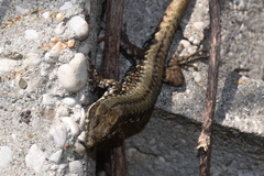 Podarcis muralis maculiventris