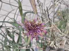 Tragopogon porrifolius