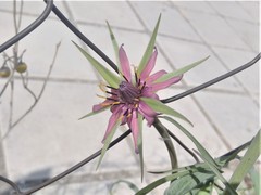 Tragopogon porrifolius