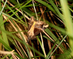 Dichromia quinqualis