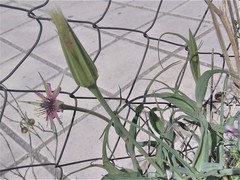 Tragopogon porrifolius