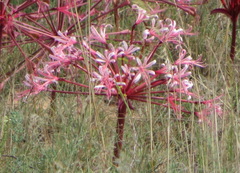 Brunsvigia gregaria