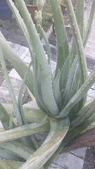 Aloe vera