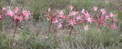 Brunsvigia gregaria