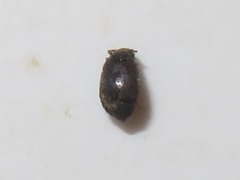 Proteinus brachypterus