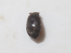 Proteinus brachypterus