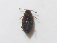 Proteinus brachypterus