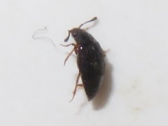 Proteinus brachypterus