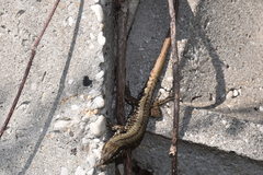 Podarcis muralis maculiventris
