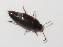 Tachinus corticinus