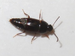 Tachinus corticinus