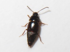 Tachinus corticinus