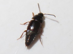 Tachinus corticinus