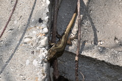 Podarcis muralis maculiventris