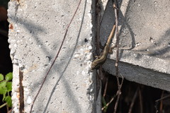 Podarcis muralis maculiventris