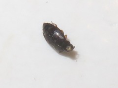 Proteinus brachypterus