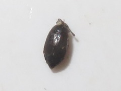 Proteinus brachypterus