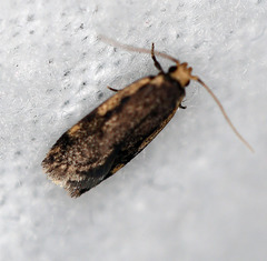 Hoplostega ochroma