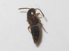 Oxypoda acuminata